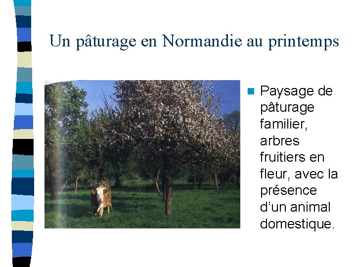 Un pâturage en Normandie au printemps n Paysage de pâturage familier, arbres fruitiers en