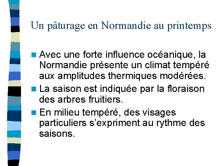 Un pâturage en Normandie au printemps n Avec une forte influence océanique, la Normandie