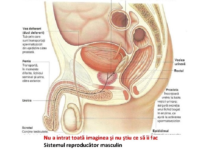 Nu a intrat toată imaginea şi nu ştiu ce să îi fac Sistemul reproducător