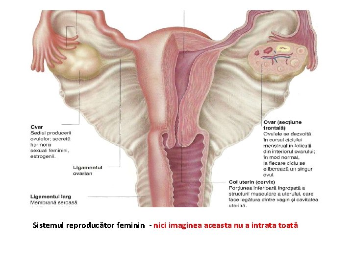 Sistemul reproducător feminin - nici imaginea aceasta nu a intrata toată 