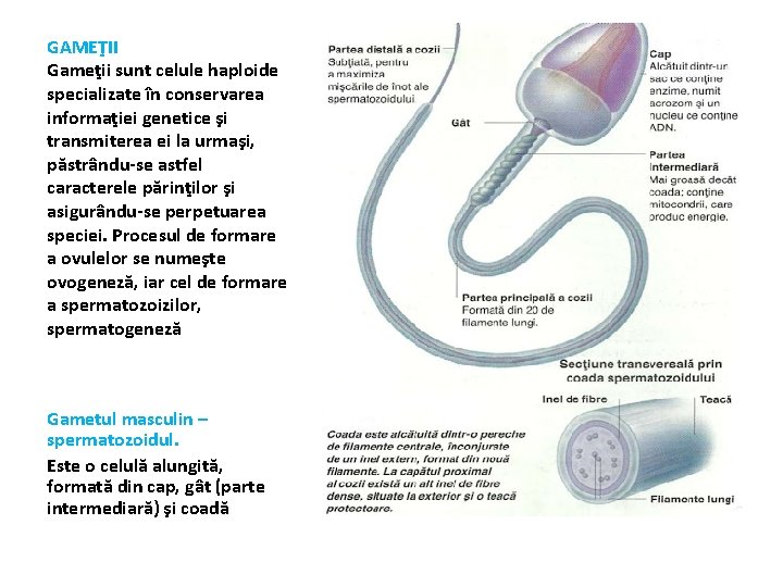 GAMEŢII Gameţii sunt celule haploide specializate în conservarea informaţiei genetice şi transmiterea ei la