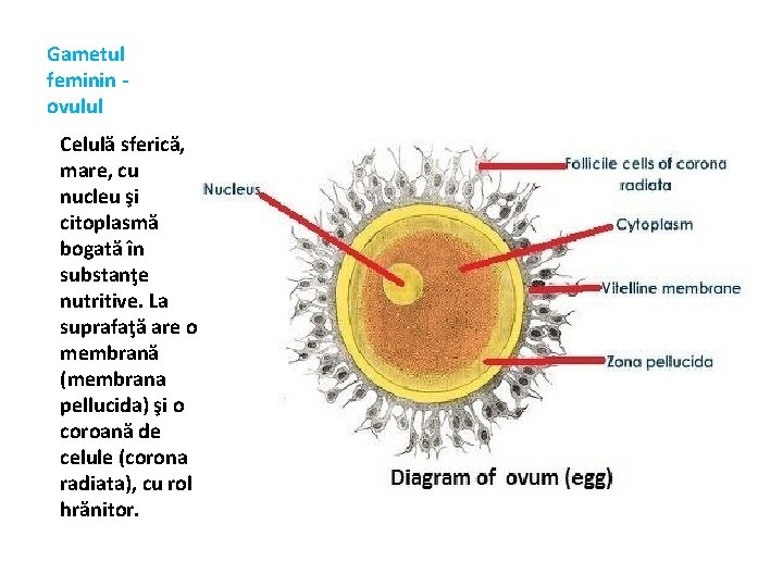 Gametul feminin ovulul Celulă sferică, mare, cu nucleu şi citoplasmă bogată în substanţe nutritive.