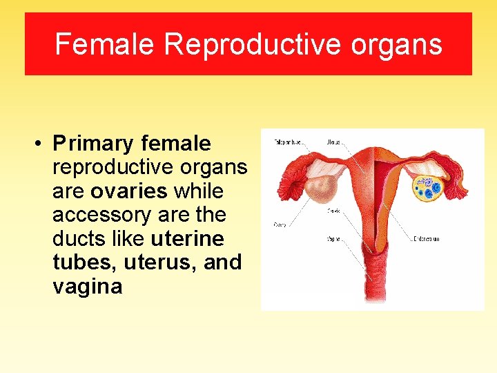 Female Reproductive organs • Primary female reproductive organs are ovaries while accessory are the