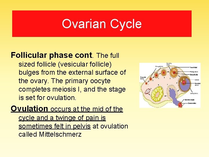 Ovarian Cycle Follicular phase cont. The full sized follicle (vesicular follicle) bulges from the