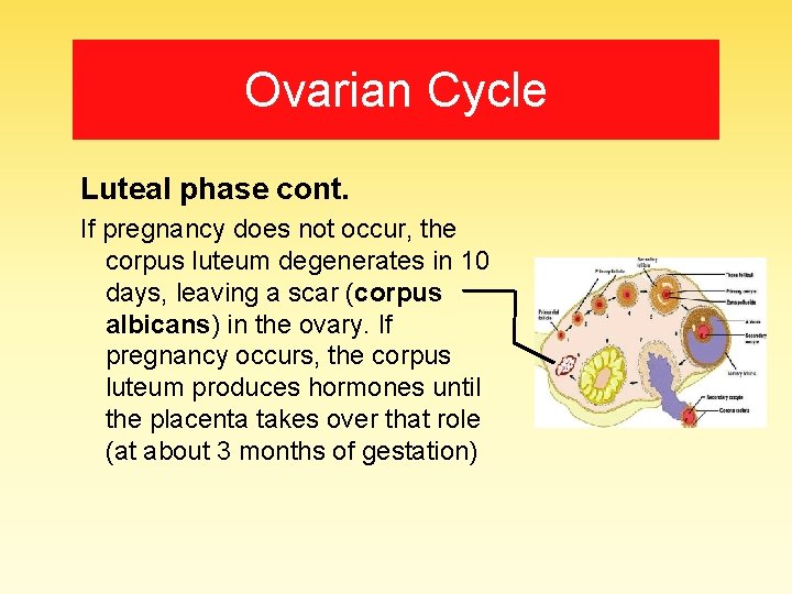 Ovarian Cycle Luteal phase cont. If pregnancy does not occur, the corpus luteum degenerates