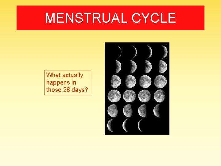 MENSTRUAL CYCLE What actually happens in those 28 days? 