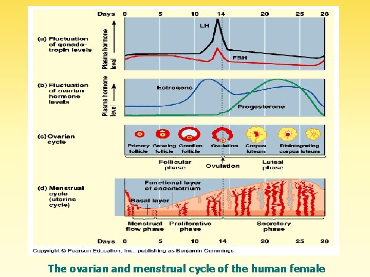  The ovarian and menstrual cycle of the human female 