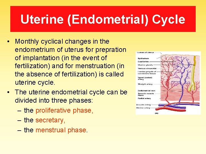 Uterine (Endometrial) Cycle • Monthly cyclical changes in the endometrium of uterus for prepration