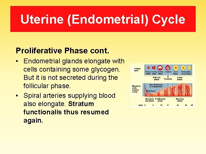 Uterine (Endometrial) Cycle Proliferative Phase cont. • Endometrial glands elongate with cells containing some