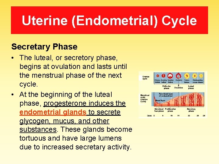 Uterine (Endometrial) Cycle Secretary Phase • The luteal, or secretory phase, begins at ovulation