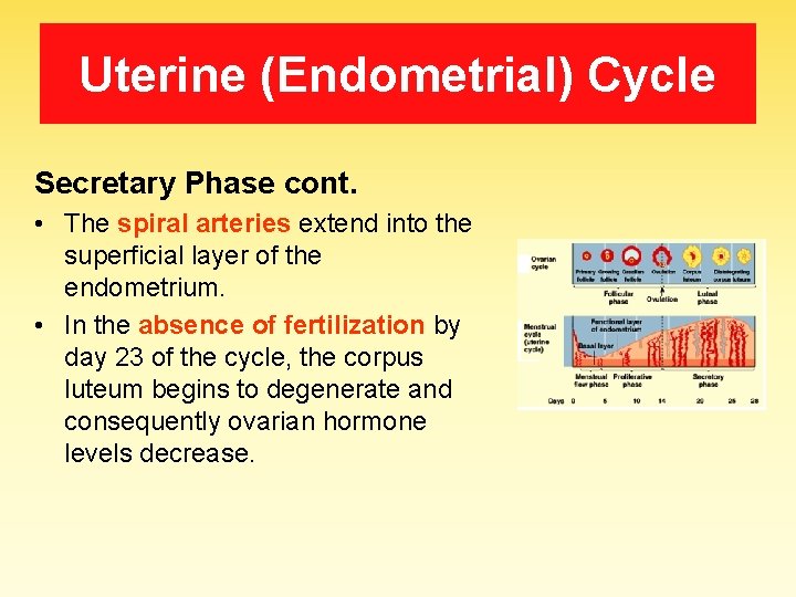 Uterine (Endometrial) Cycle Secretary Phase cont. • The spiral arteries extend into the superficial