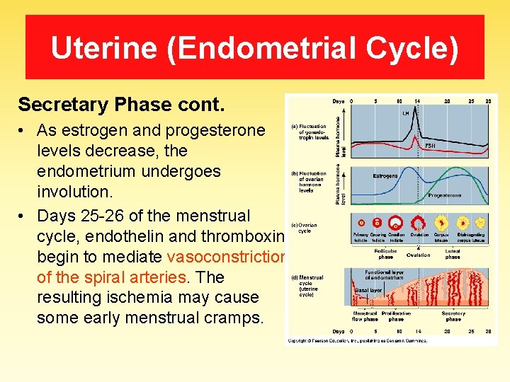 Uterine (Endometrial Cycle) Secretary Phase cont. • As estrogen and progesterone levels decrease, the