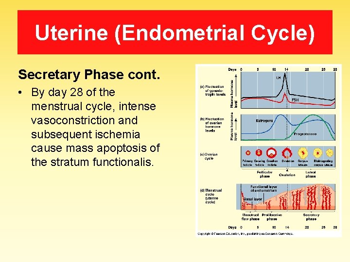 Uterine (Endometrial Cycle) Secretary Phase cont. • By day 28 of the menstrual cycle,