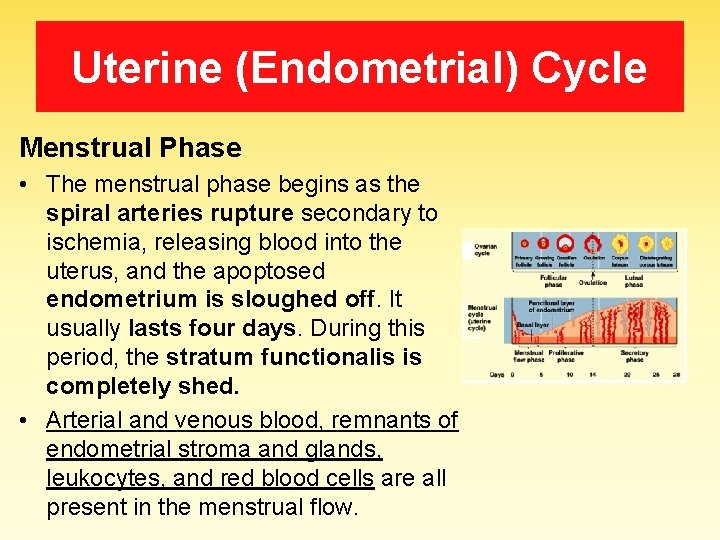 Uterine (Endometrial) Cycle Menstrual Phase • The menstrual phase begins as the spiral arteries