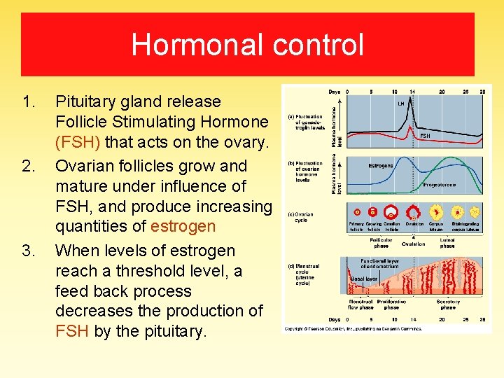 Hormonal control 1. 2. 3. Pituitary gland release Follicle Stimulating Hormone (FSH) that acts