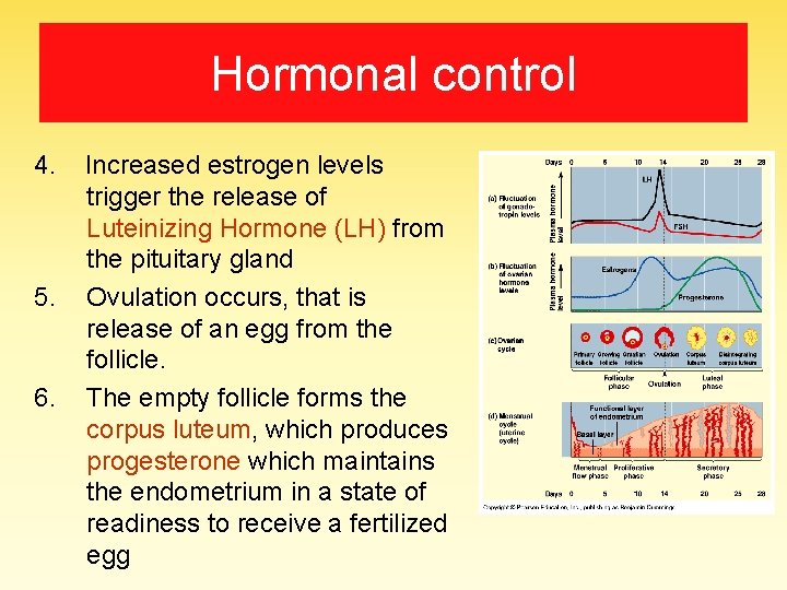 Hormonal control 4. Increased estrogen levels trigger the release of Luteinizing Hormone (LH) from