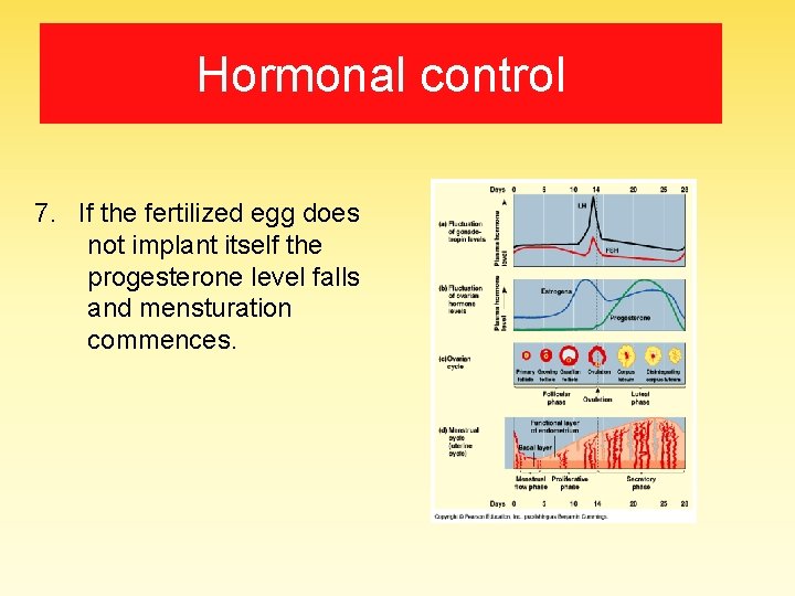 Hormonal control 7. If the fertilized egg does not implant itself the progesterone level