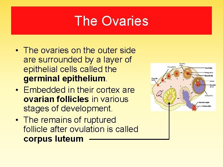 The Ovaries • The ovaries on the outer side are surrounded by a layer