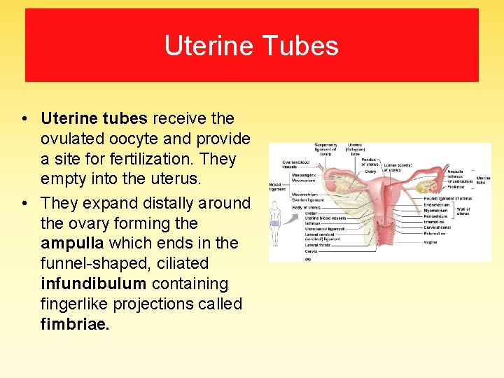 Uterine Tubes • Uterine tubes receive the ovulated oocyte and provide a site for