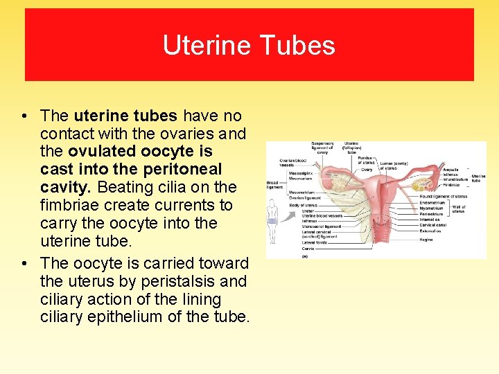 Uterine Tubes • The uterine tubes have no contact with the ovaries and the