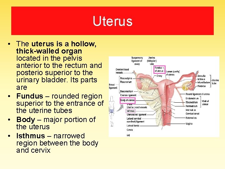 Uterus • The uterus is a hollow, thick-walled organ located in the pelvis anterior