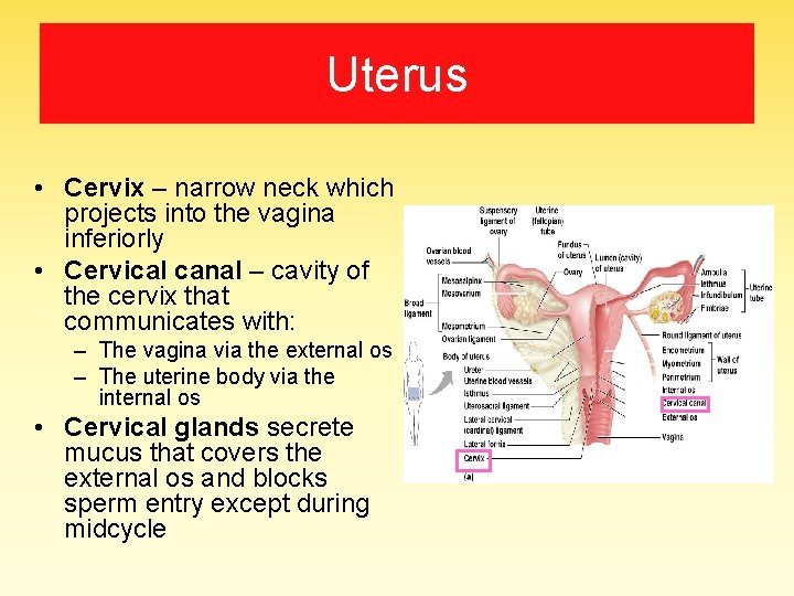 Uterus • Cervix – narrow neck which projects into the vagina inferiorly • Cervical
