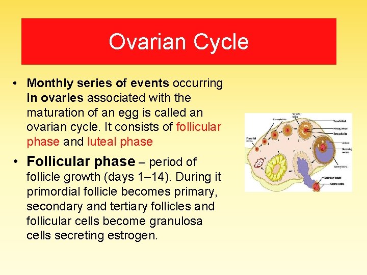 Ovarian Cycle • Monthly series of events occurring in ovaries associated with the maturation