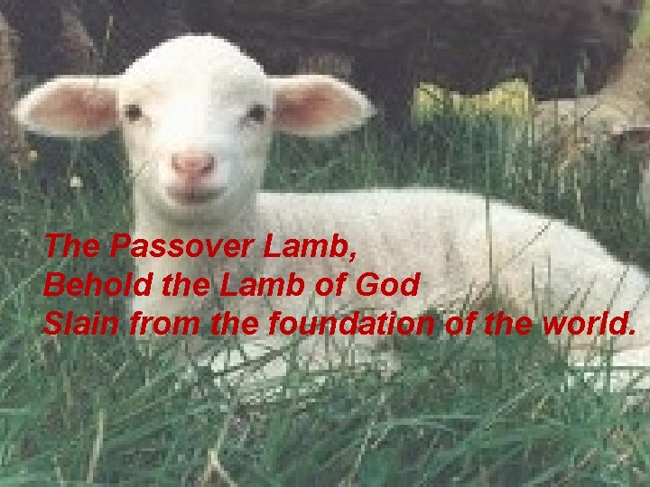 The Passover Lamb, Behold the Lamb of God Slain from the foundation of the