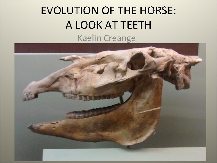 EVOLUTION OF THE HORSE: A LOOK AT TEETH Kaelin Creange 