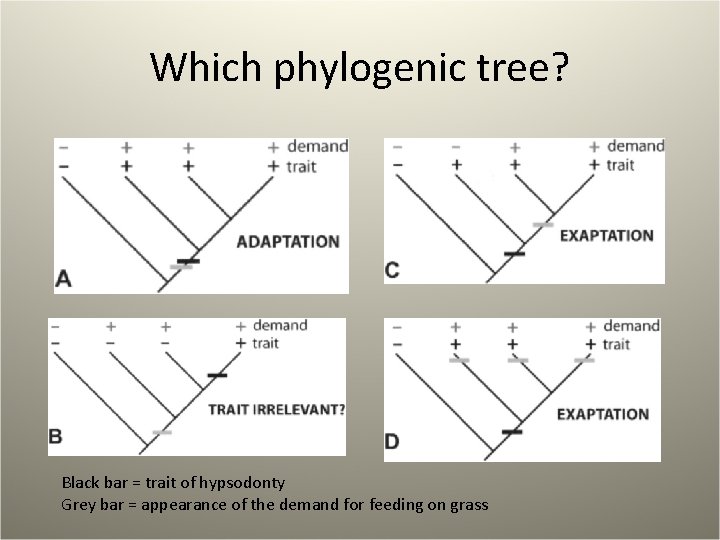 Which phylogenic tree? Black bar = trait of hypsodonty Grey bar = appearance of