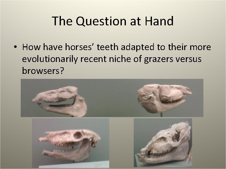 The Question at Hand • How have horses’ teeth adapted to their more evolutionarily