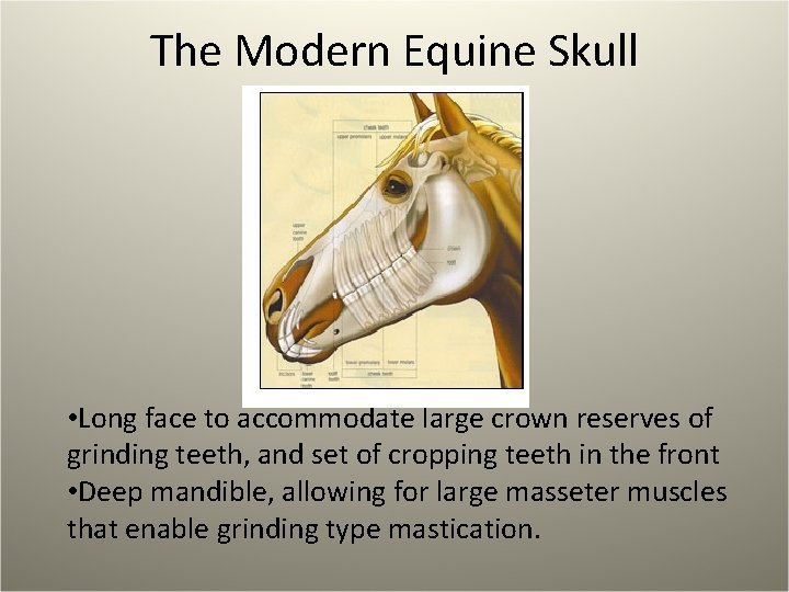 The Modern Equine Skull • Long face to accommodate large crown reserves of grinding