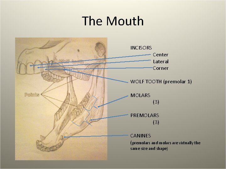 The Mouth INCISORS Center Lateral Corner WOLF TOOTH (premolar 1) MOLARS (3) PREMOLARS (3)