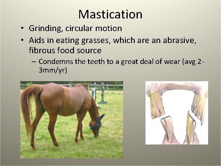 Mastication • Grinding, circular motion • Aids in eating grasses, which are an abrasive,