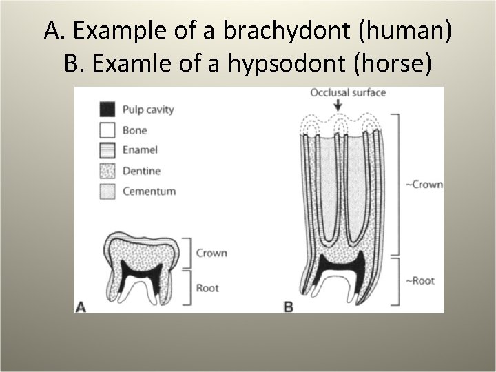 A. Example of a brachydont (human) B. Examle of a hypsodont (horse) 