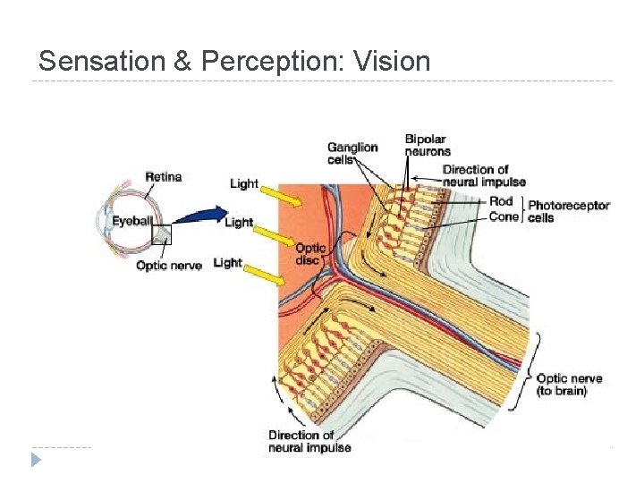 Sensation & Perception: Vision 