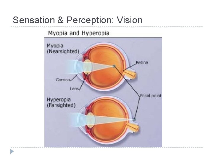 Sensation & Perception: Vision 