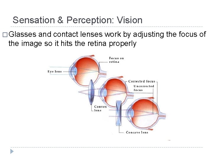 Sensation & Perception: Vision � Glasses and contact lenses work by adjusting the focus