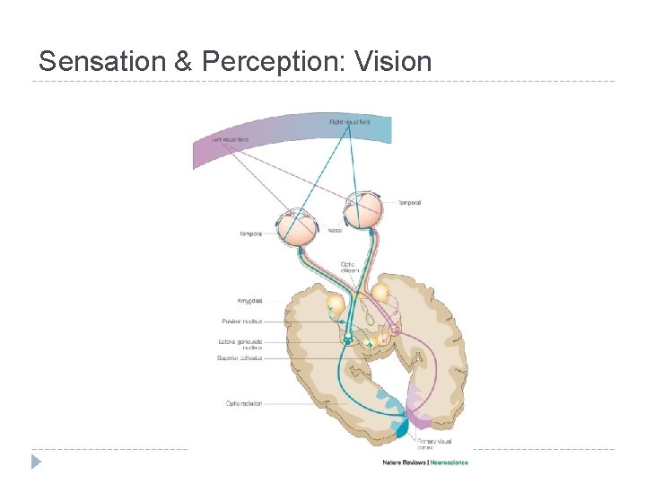 Sensation & Perception: Vision Sensation & Perception: Vision