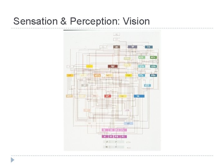 Sensation & Perception: Vision Sensation & Perception: Vision