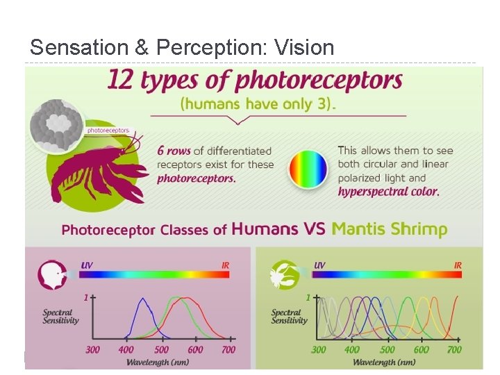 Sensation & Perception: Vision 