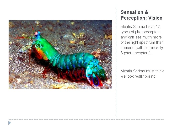 Sensation & Perception: Vision Mantis Shrimp have 12 types of photoreceptors and can see
