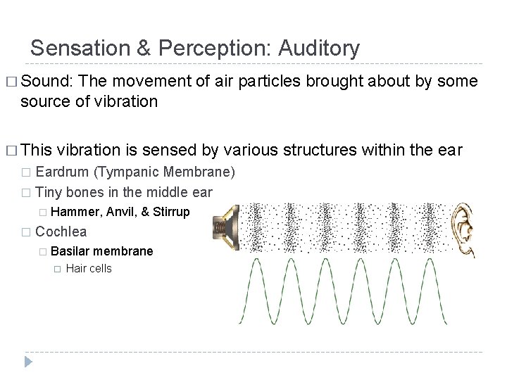 Sensation & Perception: Auditory � Sound: The movement of air particles brought about by