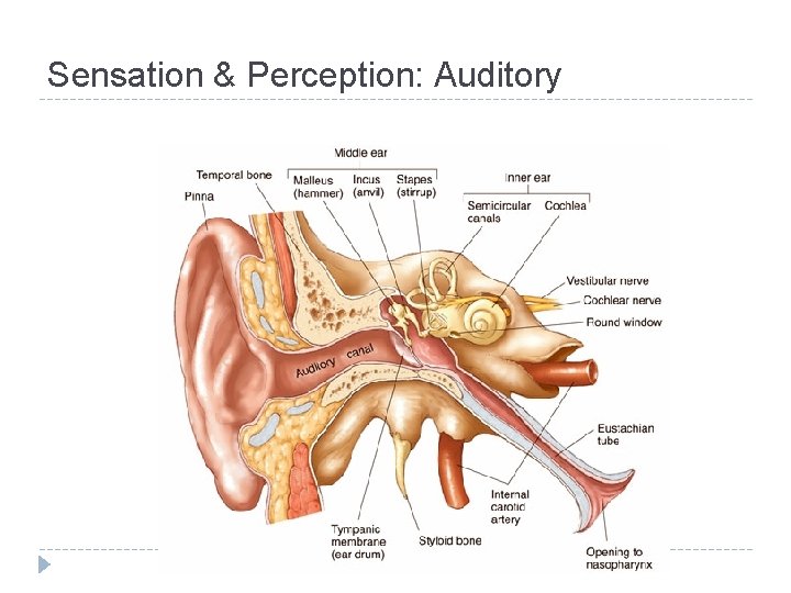 Sensation & Perception: Auditory 