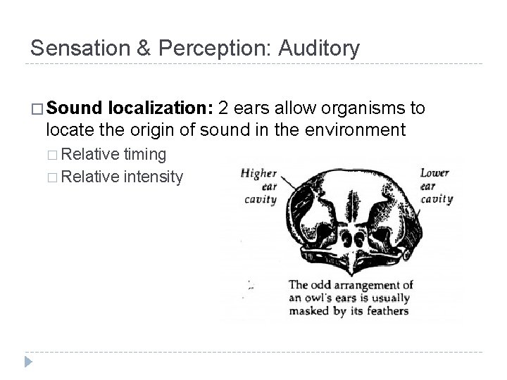 Sensation & Perception: Auditory � Sound localization: 2 ears allow organisms to locate the Sensation & Perception: Auditory � Sound localization: 2 ears allow organisms to locate the