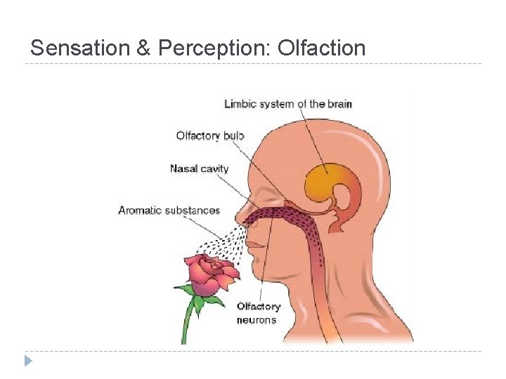 Sensation & Perception: Olfaction 