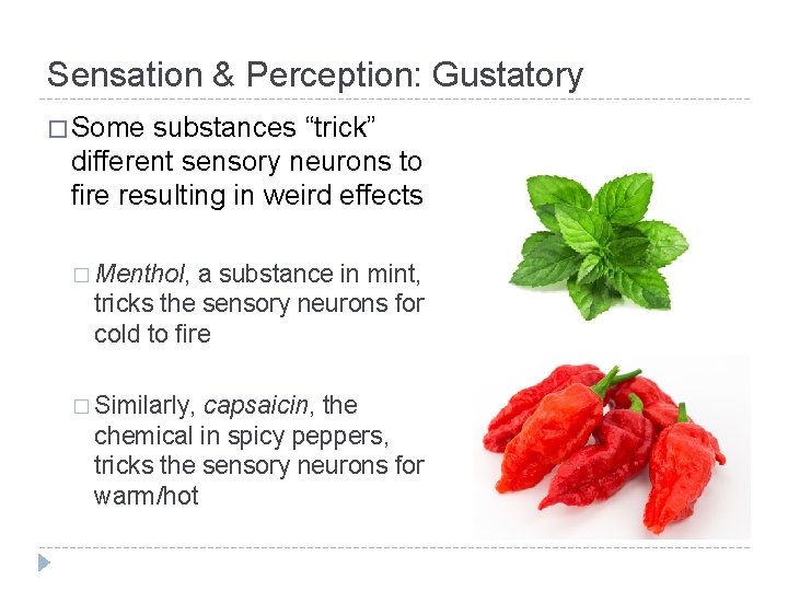 Sensation & Perception: Gustatory � Some substances “trick” different sensory neurons to fire resulting