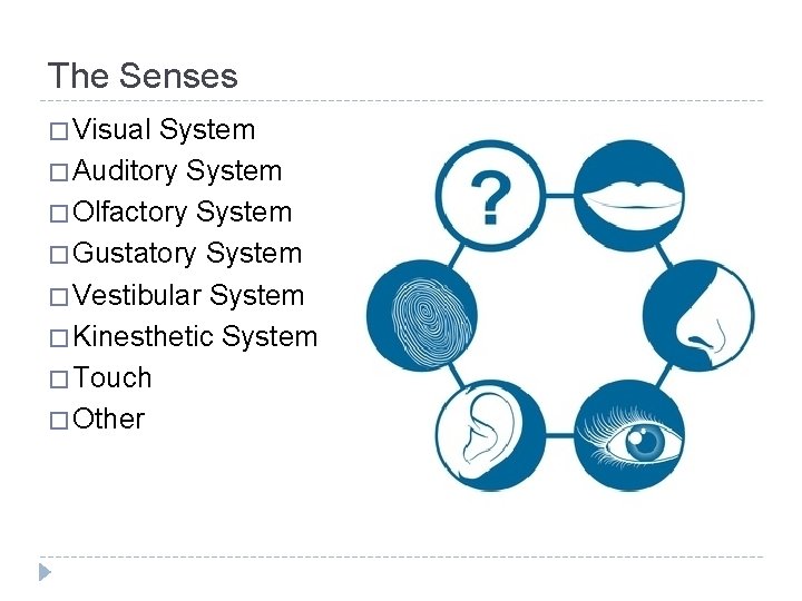 The Senses � Visual System � Auditory System � Olfactory System � Gustatory System