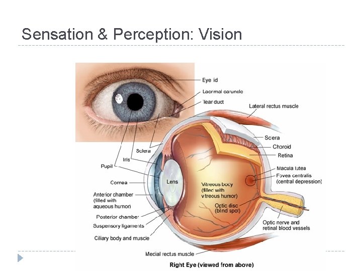 Sensation & Perception: Vision 