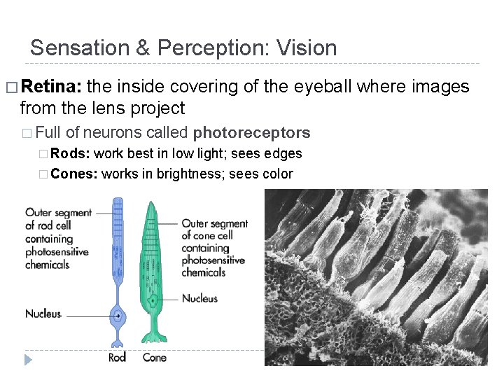 Sensation & Perception: Vision � Retina: the inside covering of the eyeball where images